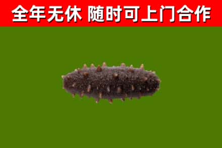 谷城县烟酒回收干海参.jpg